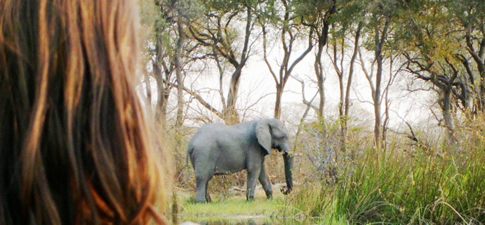 Impressions de voyage d’Aurélie et sa famille – safari guidé au Botswana, Juillet 2016