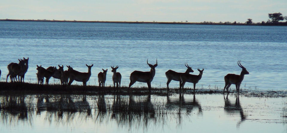 Impressions de Voyage de Nathalie etsa famille – Safari Auto Tour Botswana, Avril 2016