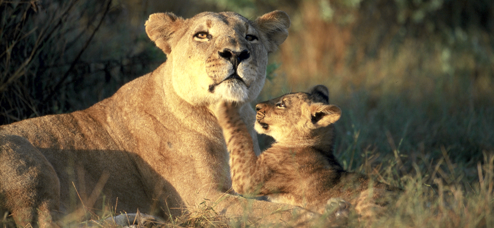 Impressions de Voyage de Gérard et Maria – Safari Auto Tour Namibie, Botswana, Zimbabwe, Novembre 2015