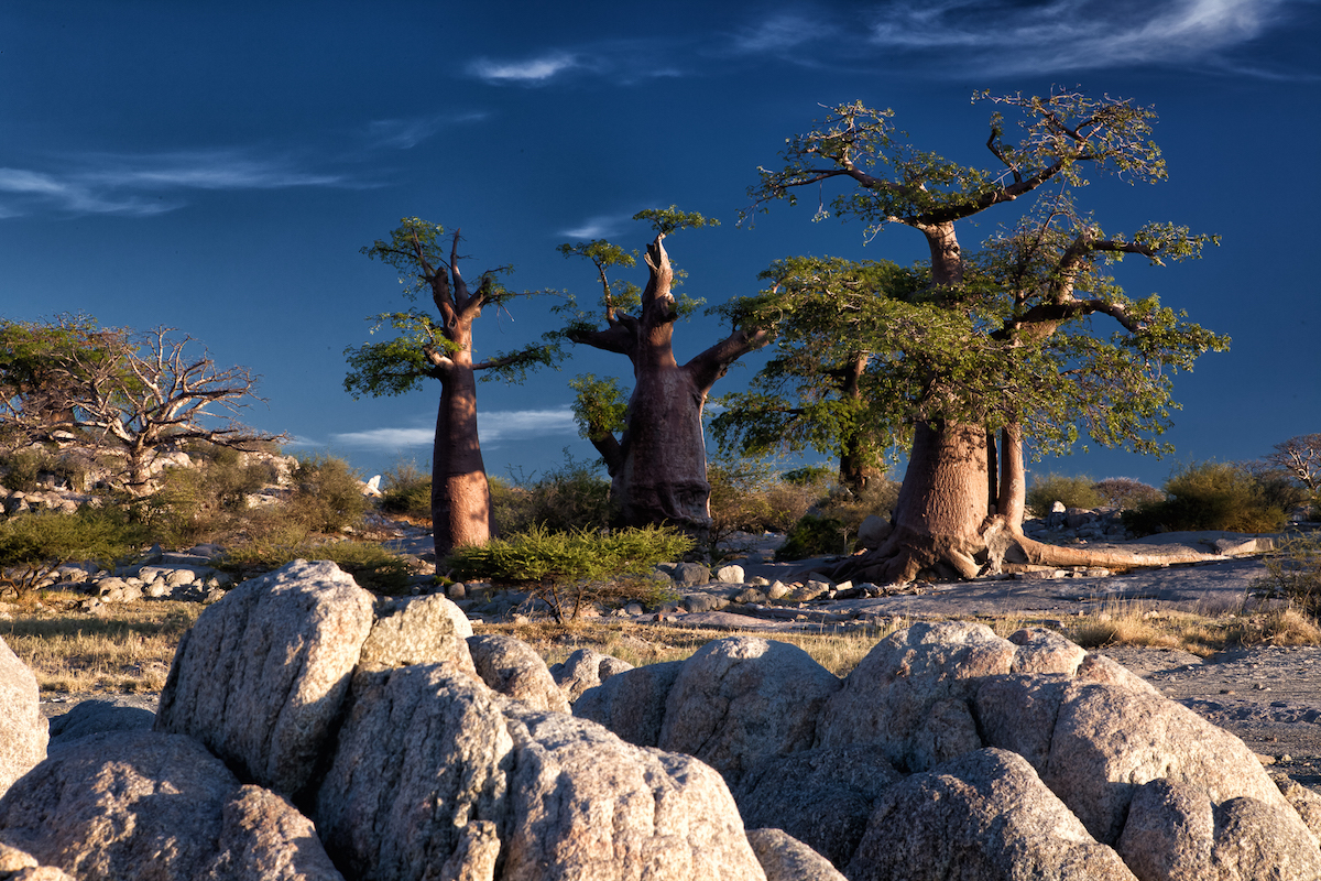 Impressions de voyage de Christian et sa famille – Auto Tour au Botswana, Juillet 2016