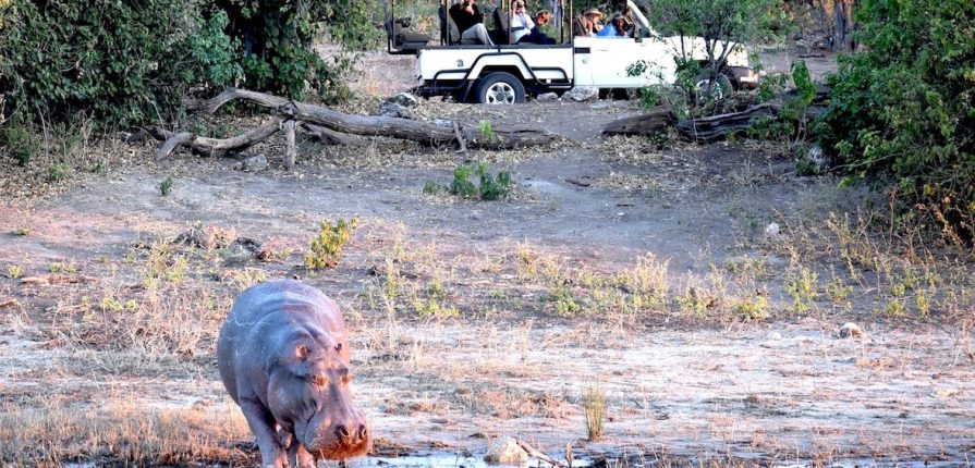 Animaux du Botswana