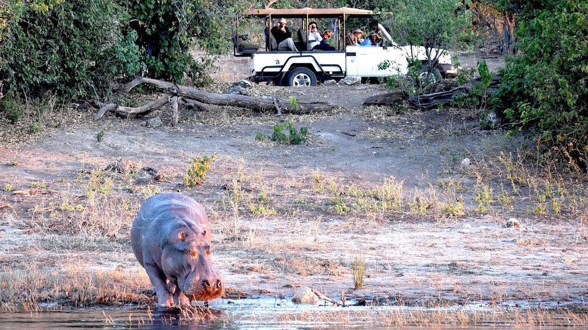 Animaux du Botswana