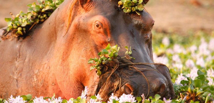 Traversée de la nature indomptée de l’OKavango au Kalahari Traversée de la nature indomptée de l’OKavango au Kalahari