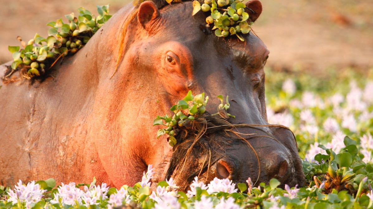 Traversée de la nature indomptée de l’OKavango au Kalahari