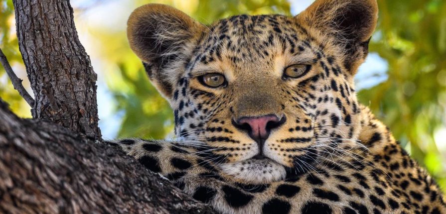 L’essentiel du Botswana en liberté
