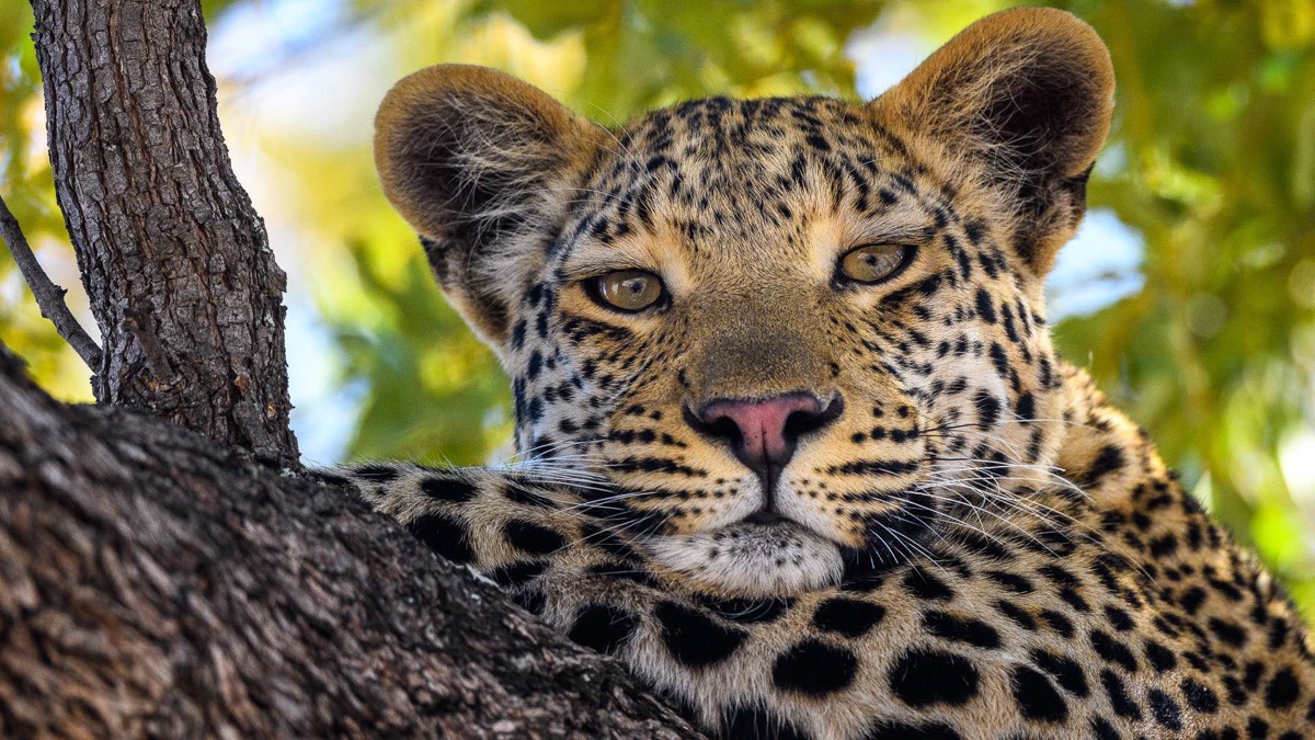 L’essentiel du Botswana en liberté