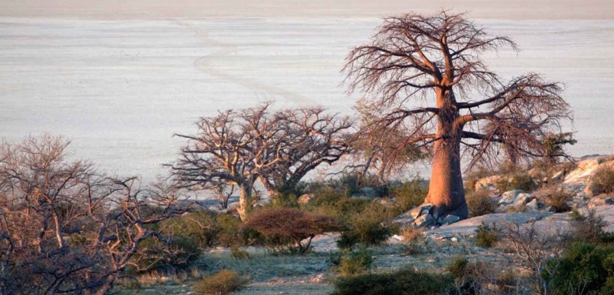 Nos petites adresses entre les baobabs