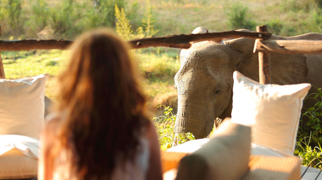 Escapade Royale en Zambie