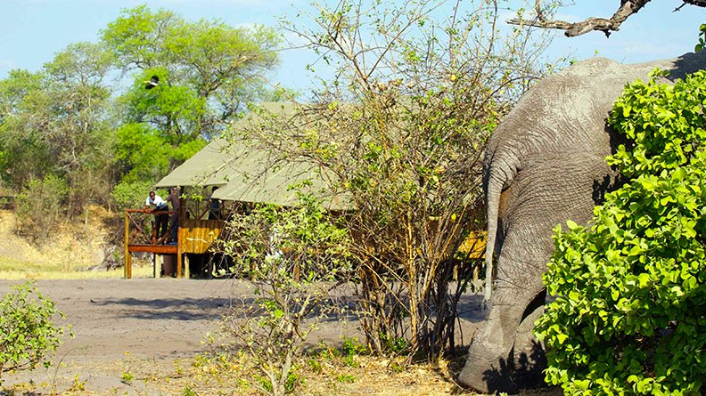 Camp Savuti