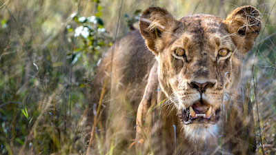 BOTSWANA: De quoi avez-vous besoin pour voyager au Botswana ?