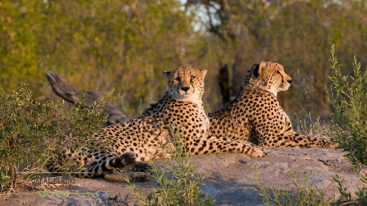 Kathe & Francis daniel
MAI 2026 – Voyage autotour en couple – Botswana